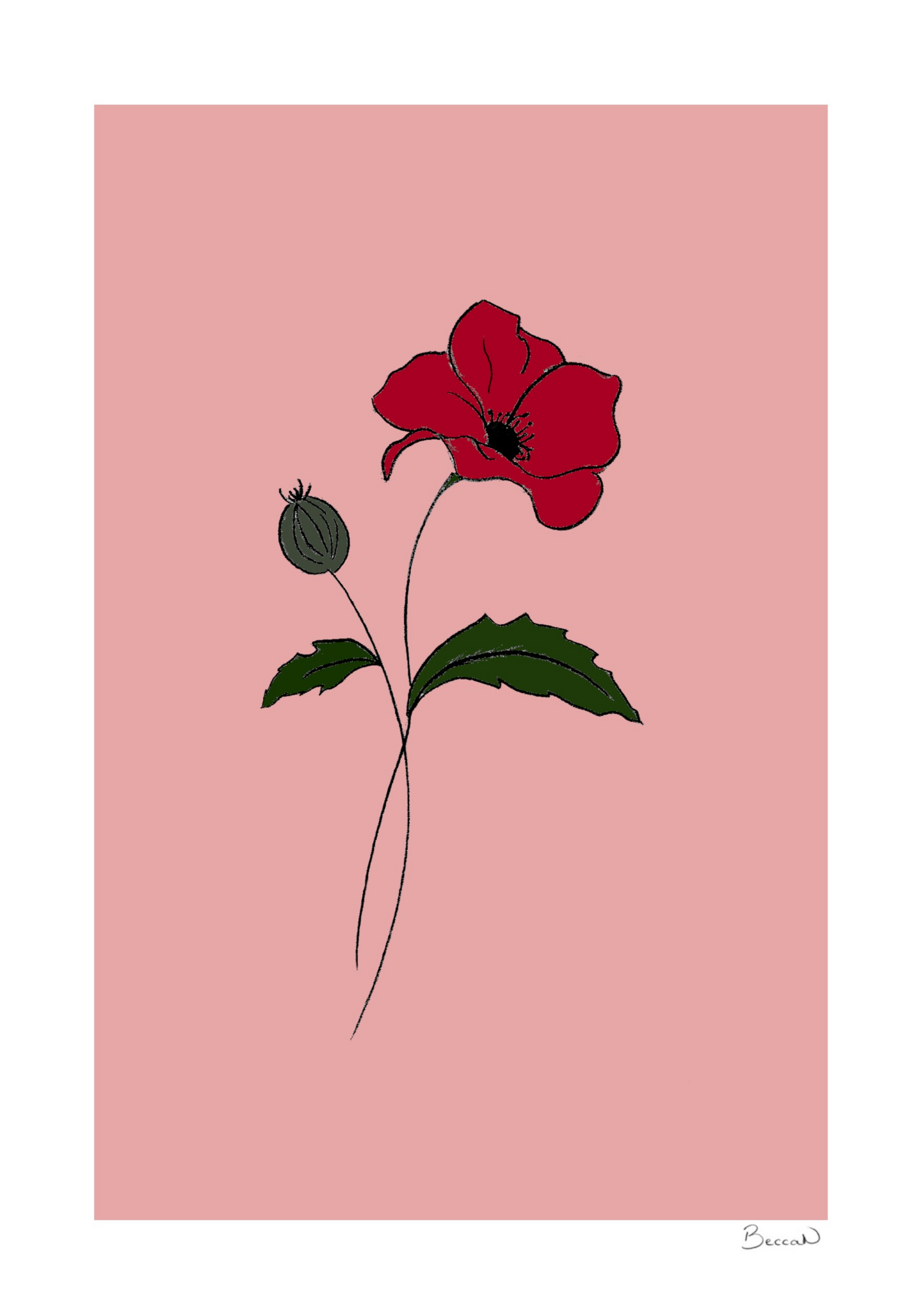 Poppy