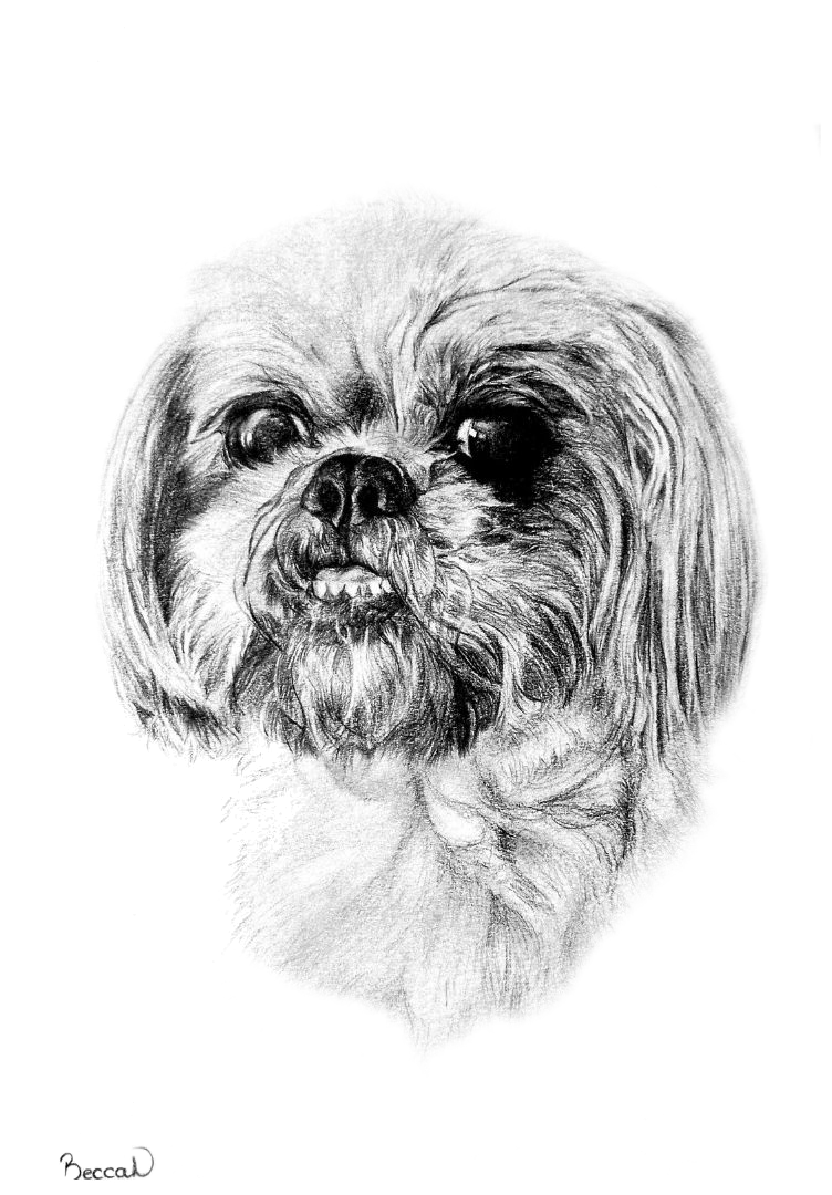 Pet portrait commission